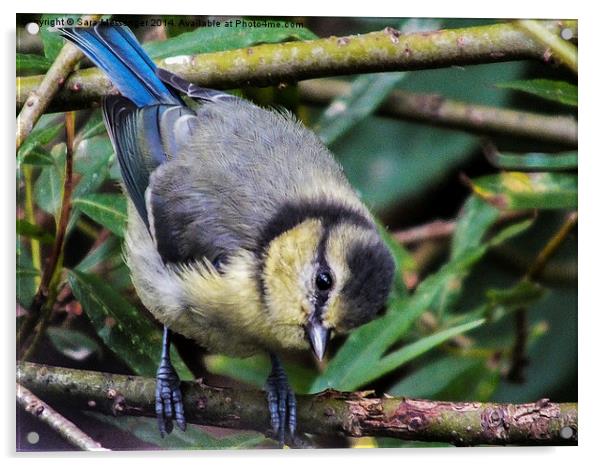 Juvenile Great Tit Acrylic by Sara Messenger