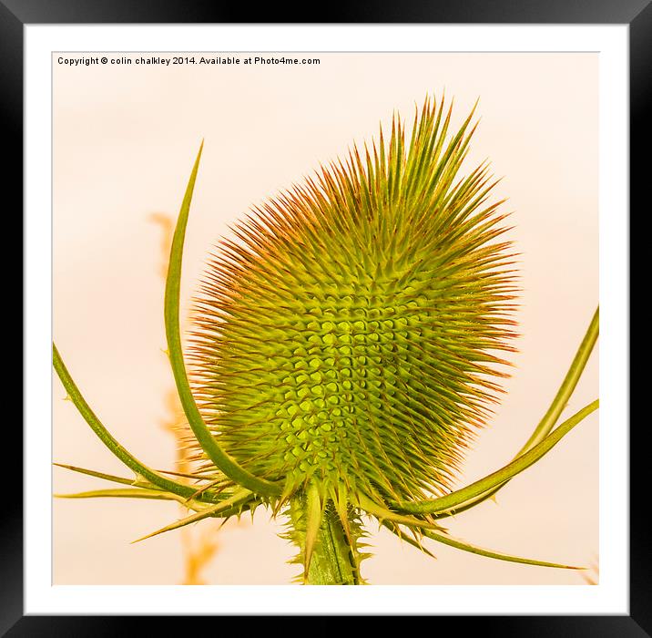 Thistle Head Framed Mounted Print by colin chalkley