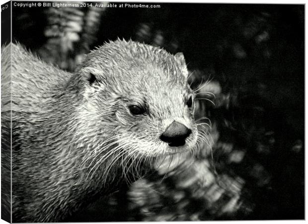 Warm ? Just a little otter ! Canvas Print by Bill Lighterness