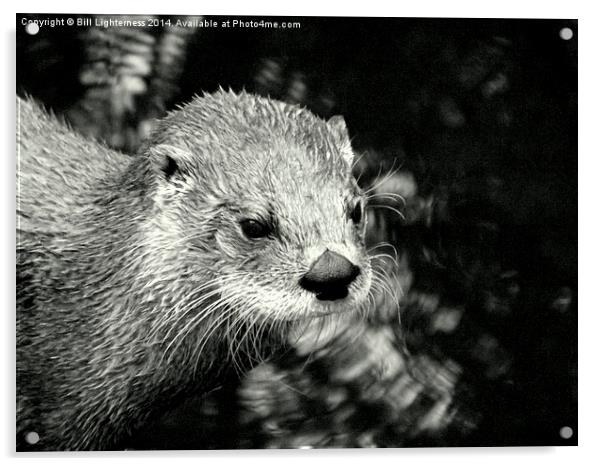 Warm ? Just a little otter ! Acrylic by Bill Lighterness