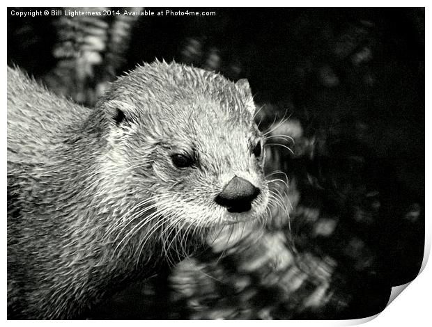 Warm ? Just a little otter ! Print by Bill Lighterness