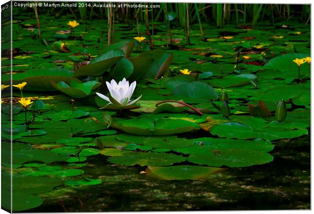 The Lilly Pond Canvas Print by Martyn Arnold