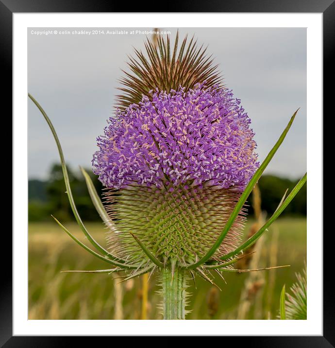 Flowering Thistle Head Framed Mounted Print by colin chalkley