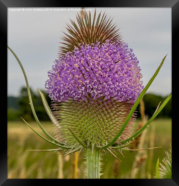 Flowering Thistle Head Framed Print by colin chalkley