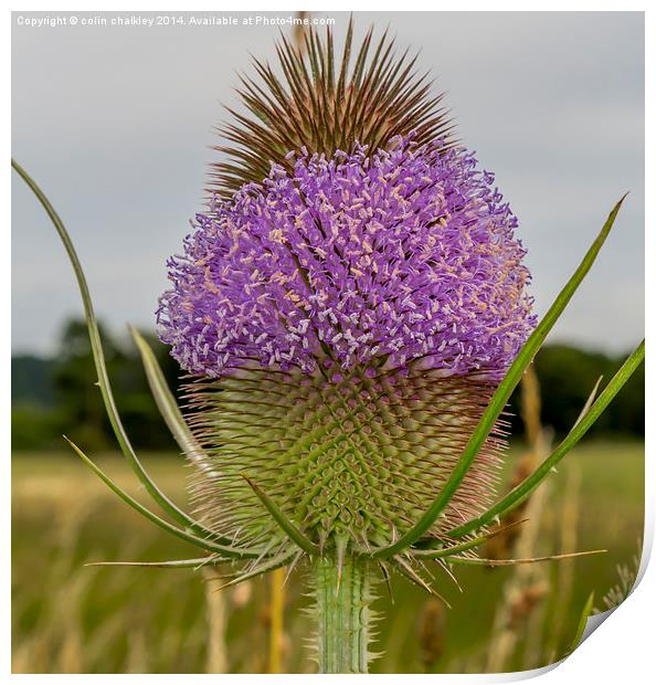 Flowering Thistle Head Print by colin chalkley