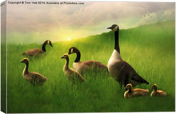 A Family Gathering Canvas Print by Tom York