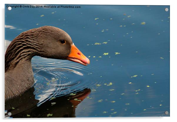 Greylag Goose Acrylic by Chris Day