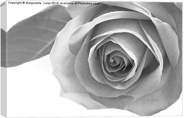 Beautiful rose in black and white Canvas Print by Malgorzata Larys