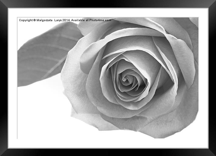Beautiful rose in black and white Framed Mounted Print by Malgorzata Larys