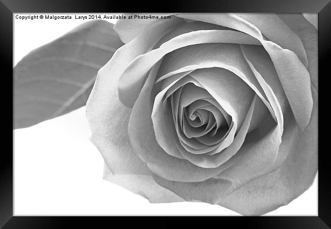 Beautiful rose in black and white Framed Print by Malgorzata Larys