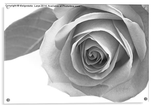 Beautiful rose in black and white Acrylic by Malgorzata Larys