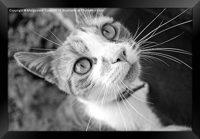 Lovely, cute cat looking into camera Framed Print by Malgorzata Larys