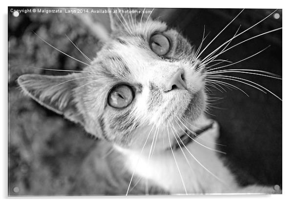 Lovely, cute cat looking into camera Acrylic by Malgorzata Larys