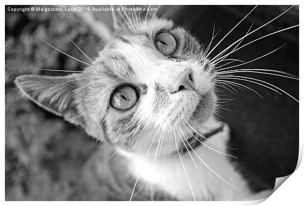 Lovely, cute cat looking into camera Print by Malgorzata Larys