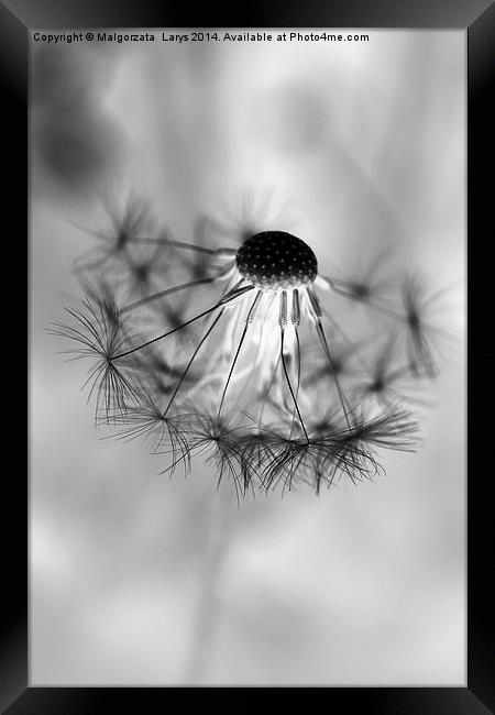 Macro dandelion in black and white Framed Print by Malgorzata Larys