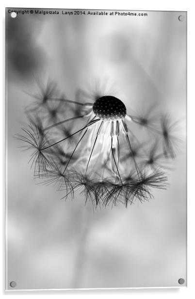 Macro dandelion in black and white Acrylic by Malgorzata Larys