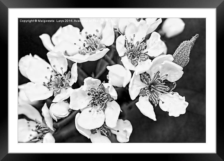 Pear tree blooming flowers macro Framed Mounted Print by Malgorzata Larys