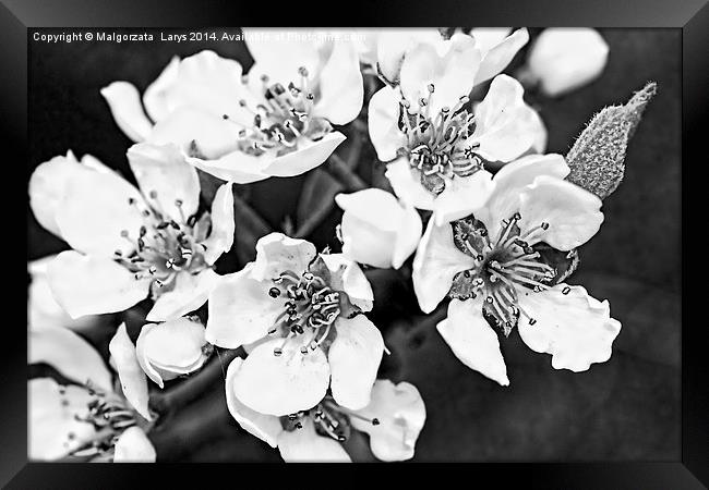 Pear tree blooming flowers macro Framed Print by Malgorzata Larys