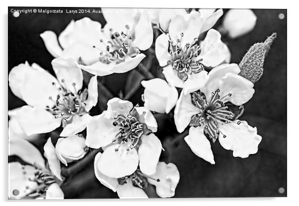 Pear tree blooming flowers macro Acrylic by Malgorzata Larys