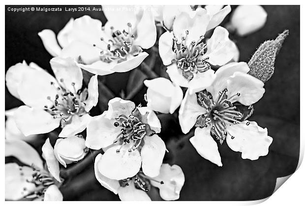 Pear tree blooming flowers macro Print by Malgorzata Larys