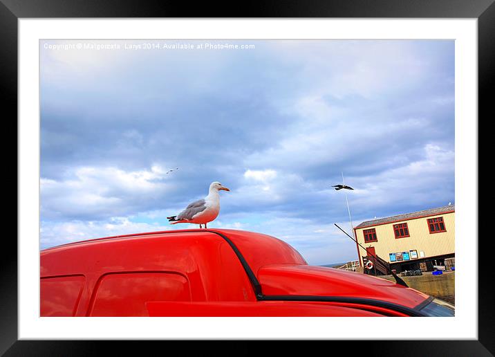 Seagull in St Abbs, Summertime, Scotland, UK Framed Mounted Print by Malgorzata Larys