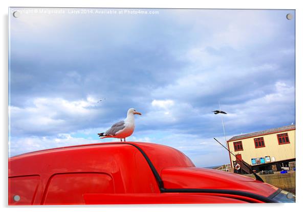 Seagull in St Abbs, Summertime, Scotland, UK Acrylic by Malgorzata Larys