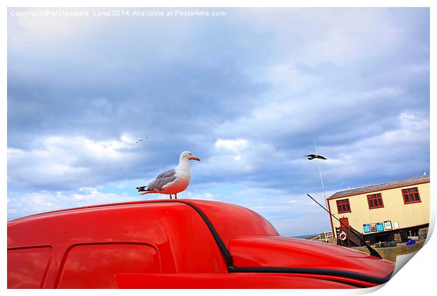 Seagull in St Abbs, Summertime, Scotland, UK Print by Malgorzata Larys