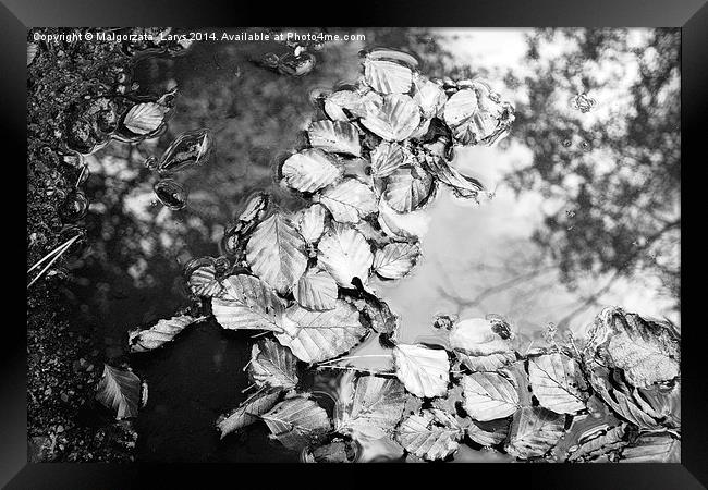 Beautiful autumnal leaves in water Framed Print by Malgorzata Larys