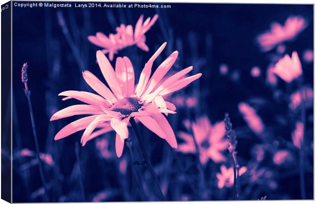 Pink dreamy daisies Canvas Print by Malgorzata Larys