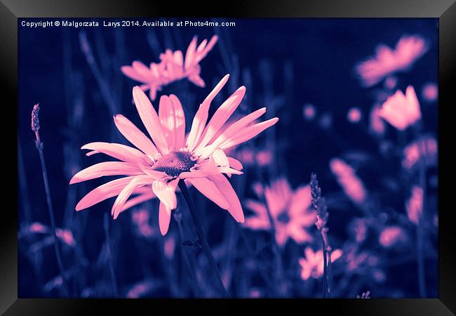 Pink dreamy daisies Framed Print by Malgorzata Larys