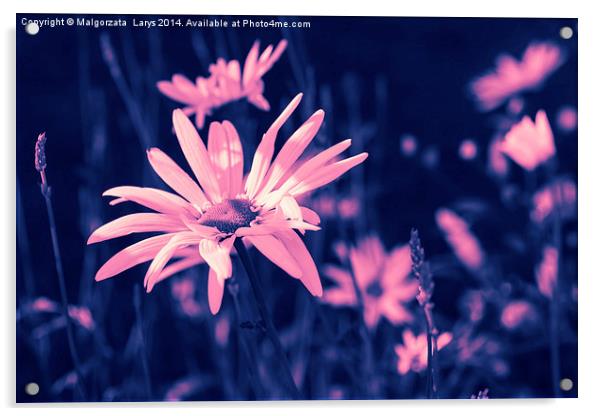 Pink dreamy daisies Acrylic by Malgorzata Larys