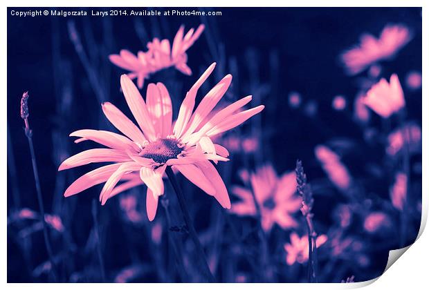Pink dreamy daisies Print by Malgorzata Larys