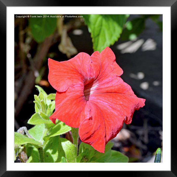 Hydrangea macrophylla Framed Mounted Print by Frank Irwin