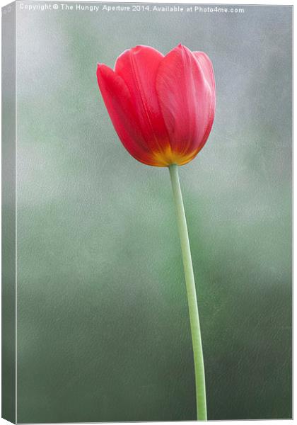 Single, red tulip Canvas Print by Stef B