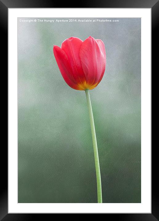 Single, red tulip Framed Mounted Print by Stef B
