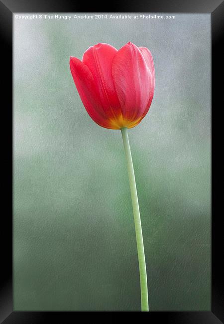 Single, red tulip Framed Print by Stef B