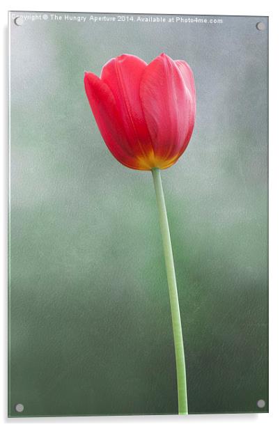 Single, red tulip Acrylic by Stef B