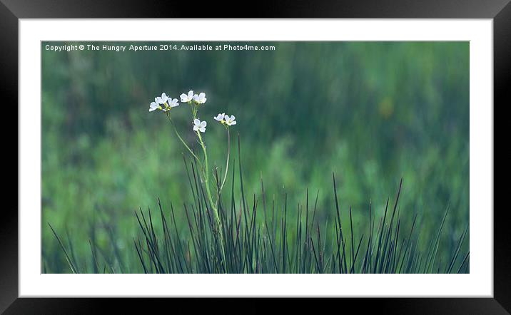 Wildflowers Framed Mounted Print by Stef B