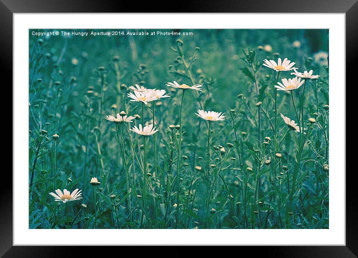 Wild Daisies Framed Mounted Print by Stef B