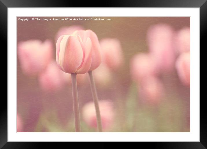 Pink Tulips Framed Mounted Print by Stef B