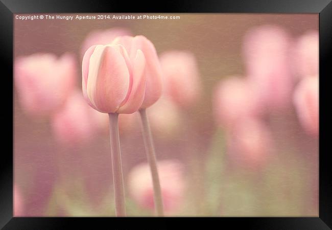Pink Tulips Framed Print by Stef B