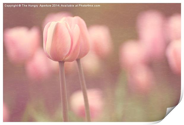 Pink Tulips Print by Stef B