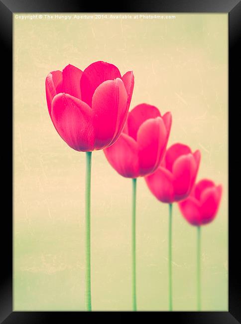 Red Tulips Framed Print by Stef B