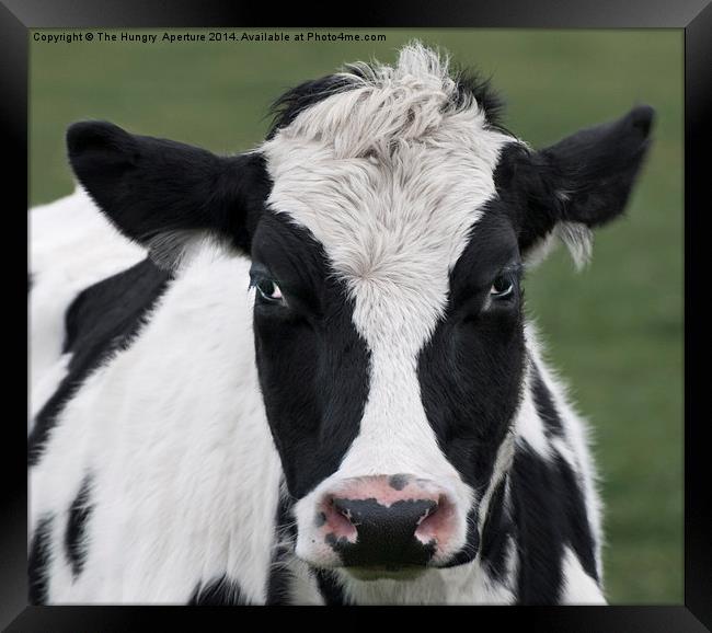 Cow Portrait Framed Print by Stef B
