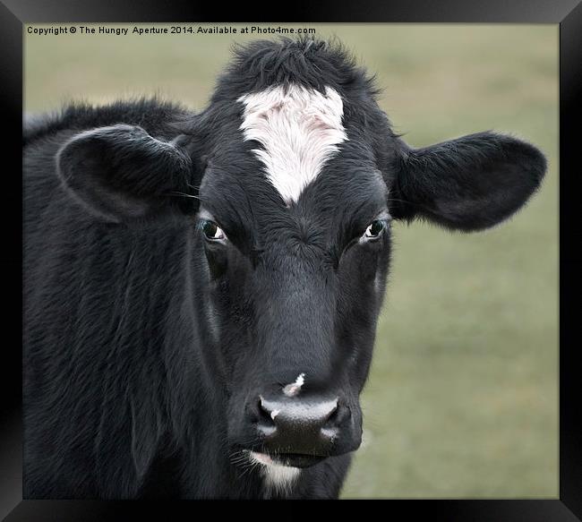 Cow Portrait Framed Print by Stef B
