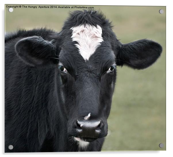 Cow Portrait Acrylic by Stef B