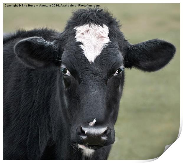 Cow Portrait Print by Stef B