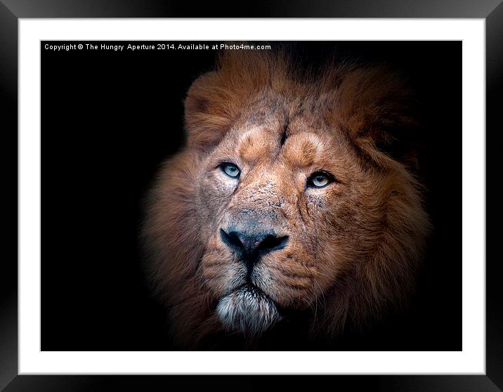 Lion portrait Framed Mounted Print by Stef B
