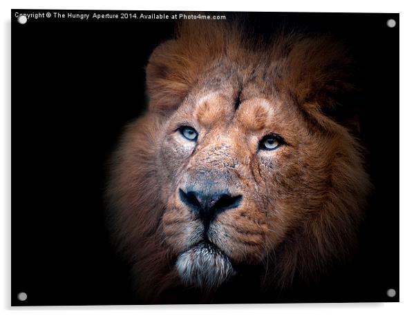 Lion portrait Acrylic by Stef B