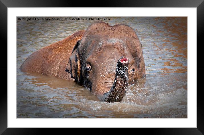 Elephant Framed Mounted Print by Stef B